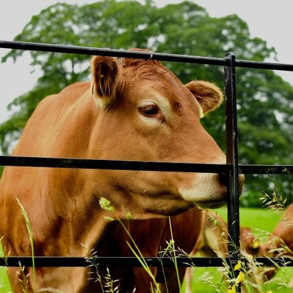 Livestock Feed & Supplies