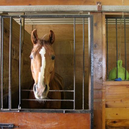 Horse Feed & Supplies