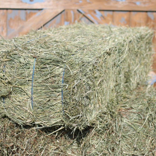 Wool Hay Hay & Bedding - Calverton, NY - Neptune Feed & Saddlery