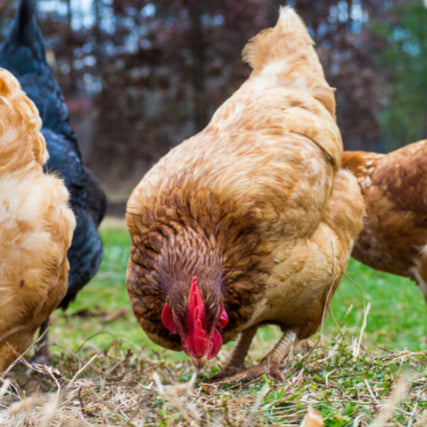 Poultry Feed & Supplies