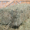 Western Orchard Grass