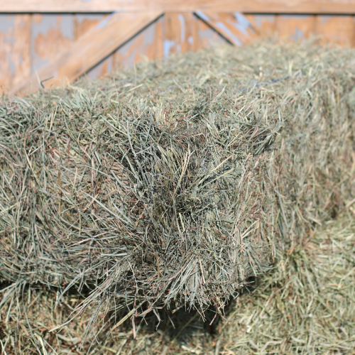 Western Orchard Grass