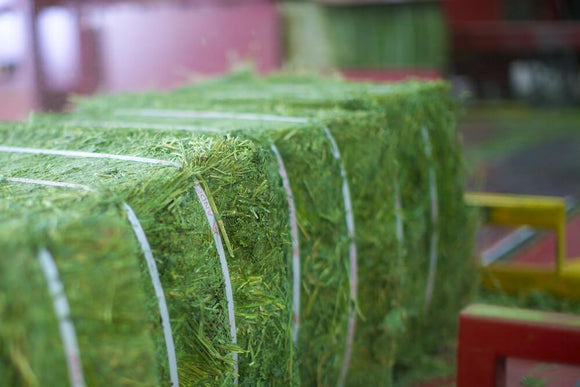 Anderson Hay and Grain Compressed Alfalfa Hay