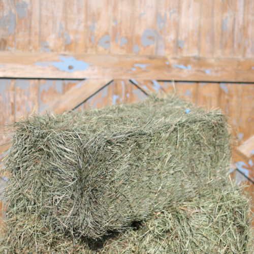 Canada 2nd Cut Timothy Grass Mix