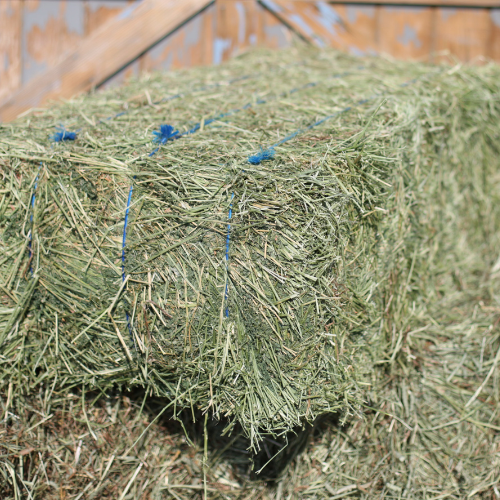 Western Alfalfa